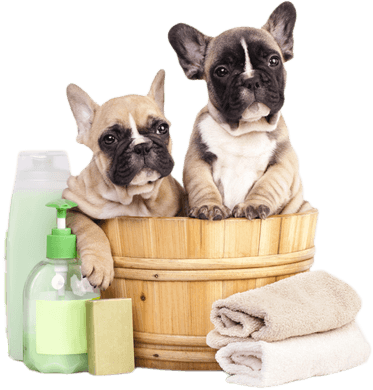 Mobile pet grooming franchising