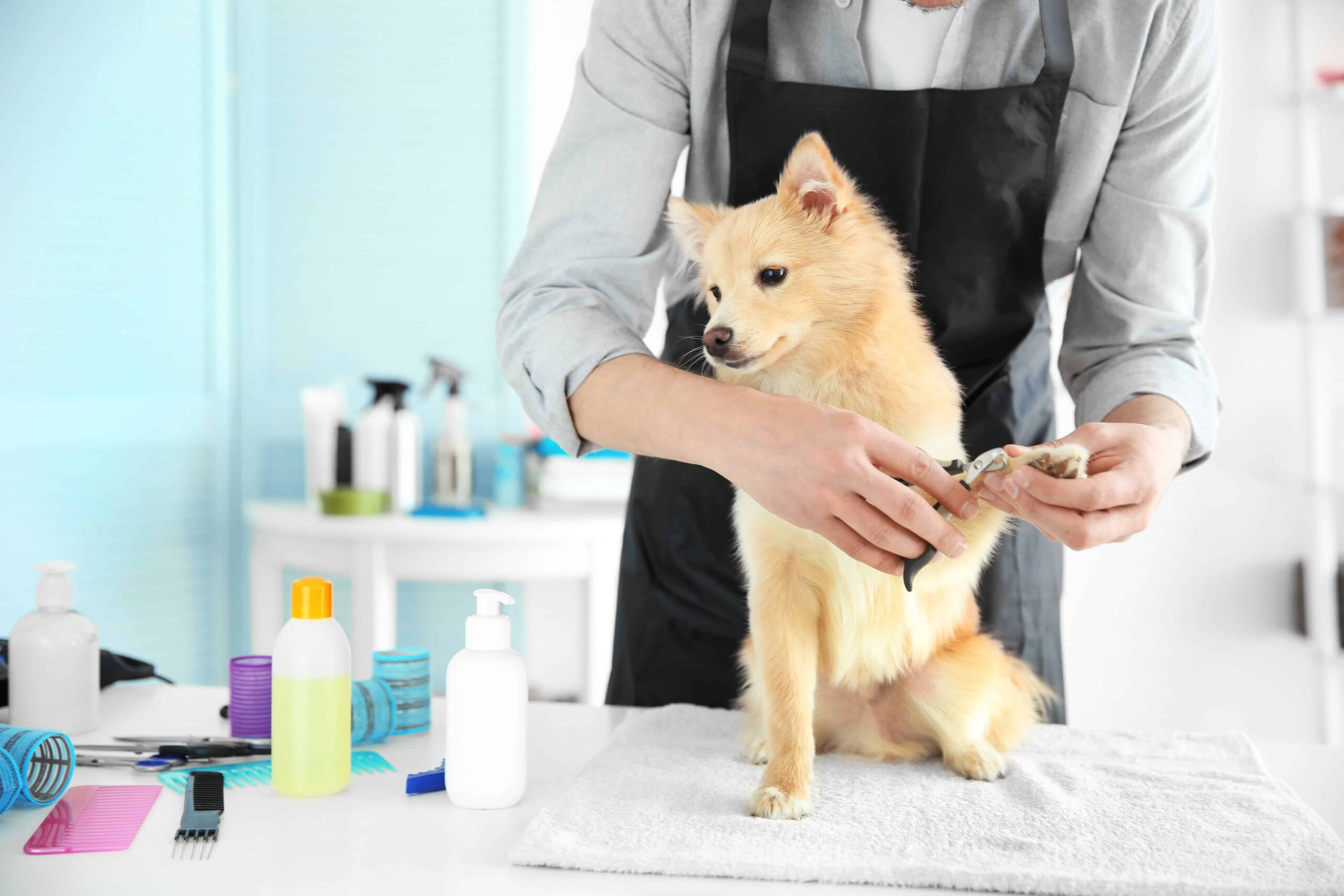 Mobile Pet Grooming Franchises