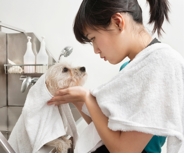 Regular Pet Grooming