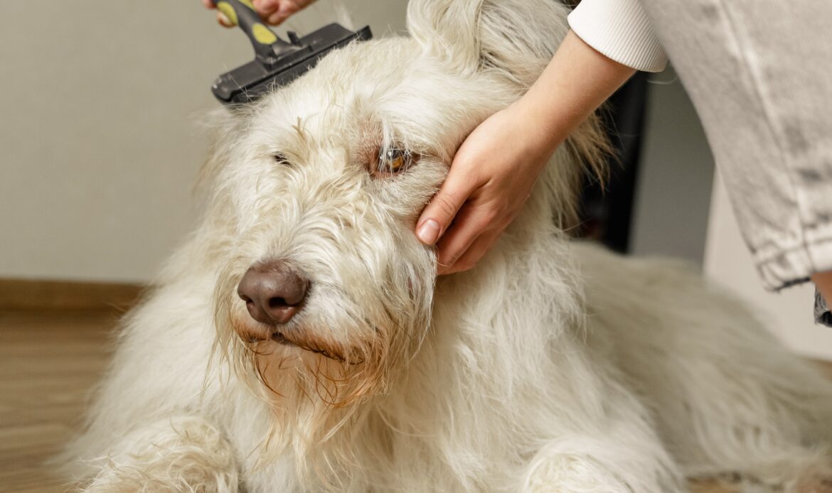 The Importance of Deshedding: Keeping Your Dog Happy & Healthy