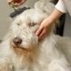 The Importance of Deshedding: Keeping Your Dog Happy & Healthy