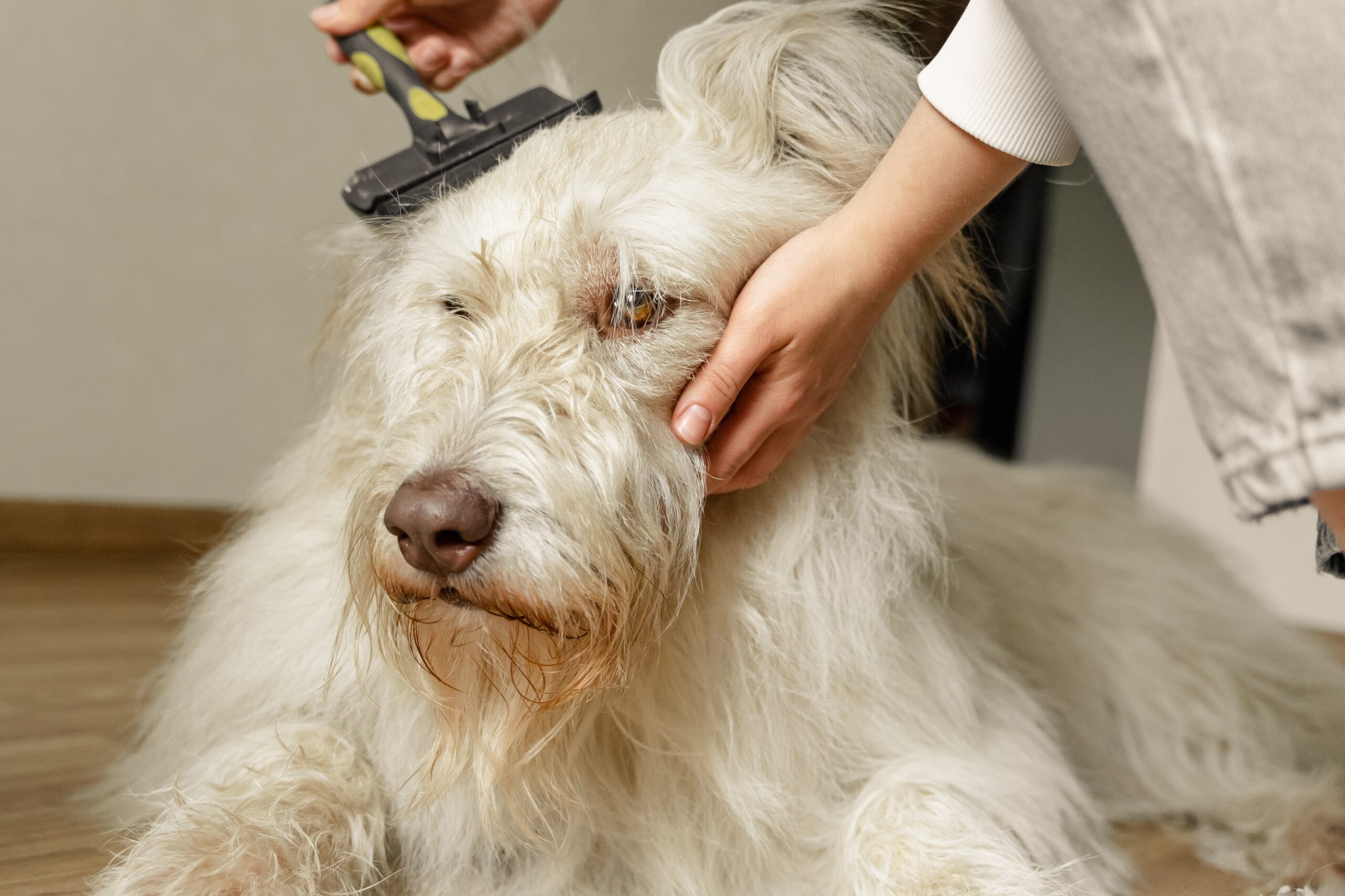 The Importance of Deshedding: Keeping Your Dog Happy & Healthy