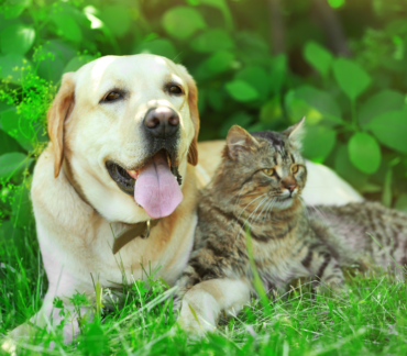 Protecting Your Furry Friends: Common Summer Dangers for Pets