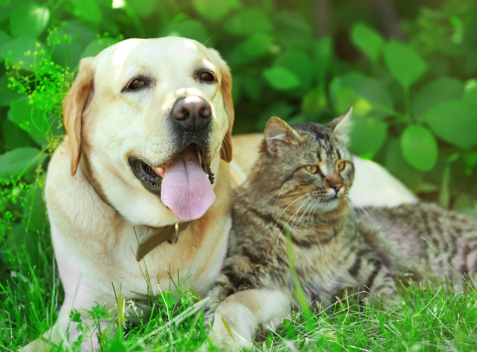 Protecting Your Furry Friends: Common Summer Dangers for Pets