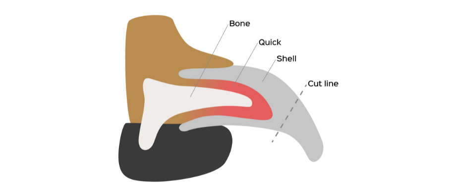 dog nail trimming