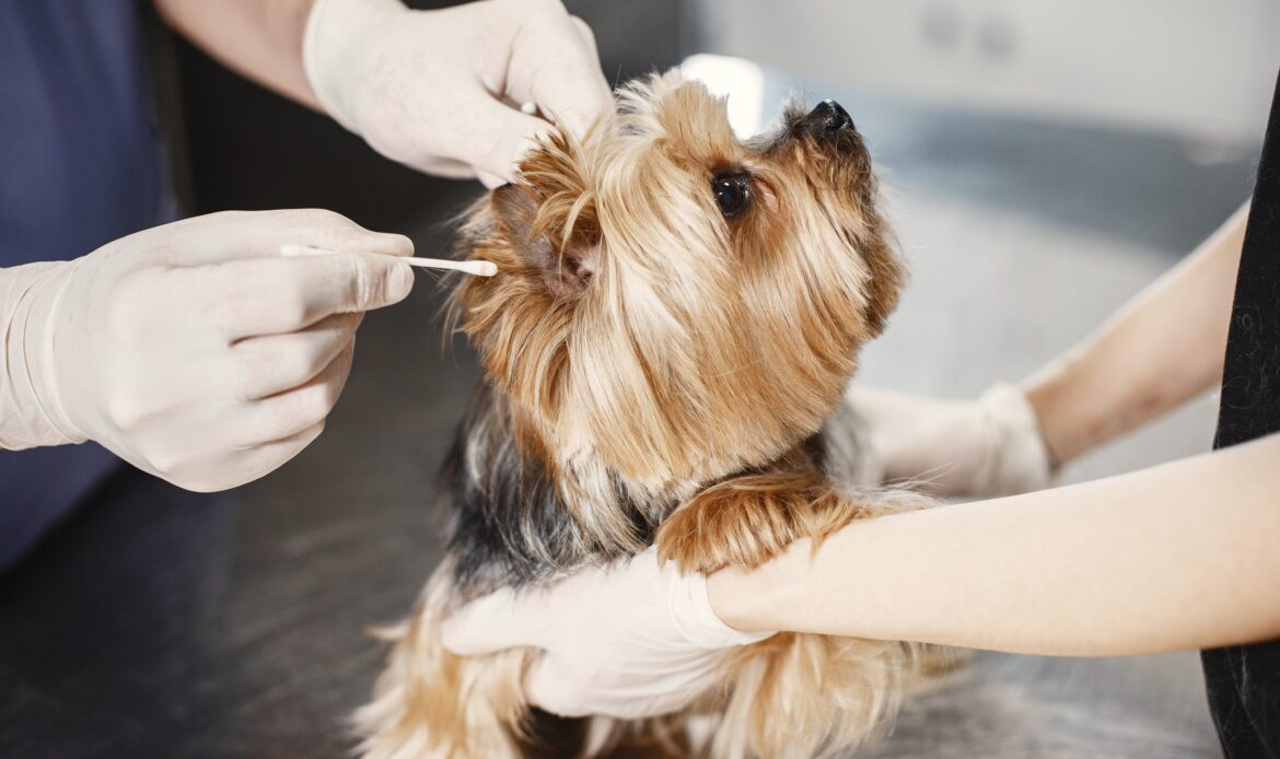 Ear Cleaning for Cats and Dogs