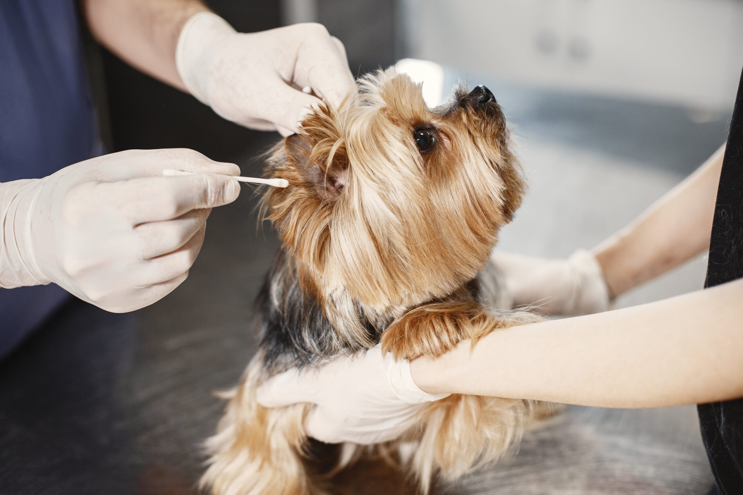 Ear Cleaning for Cats and Dogs