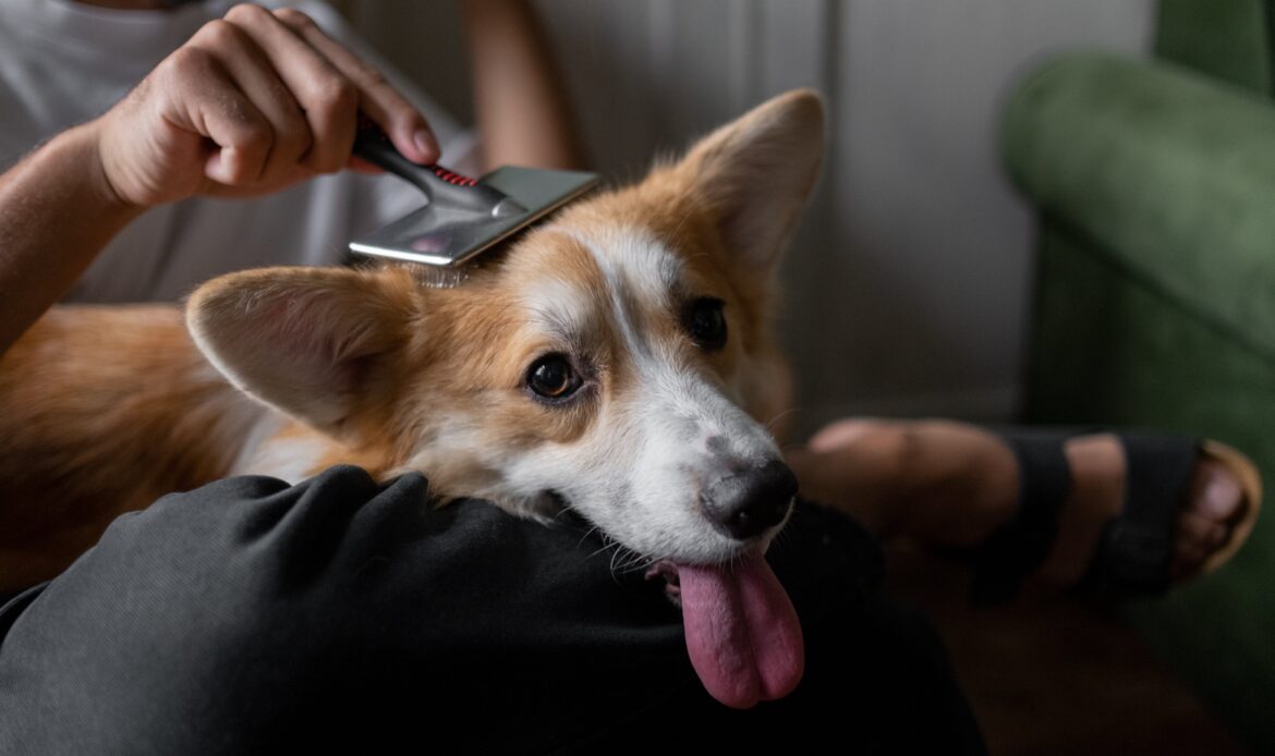 Brushing pet's