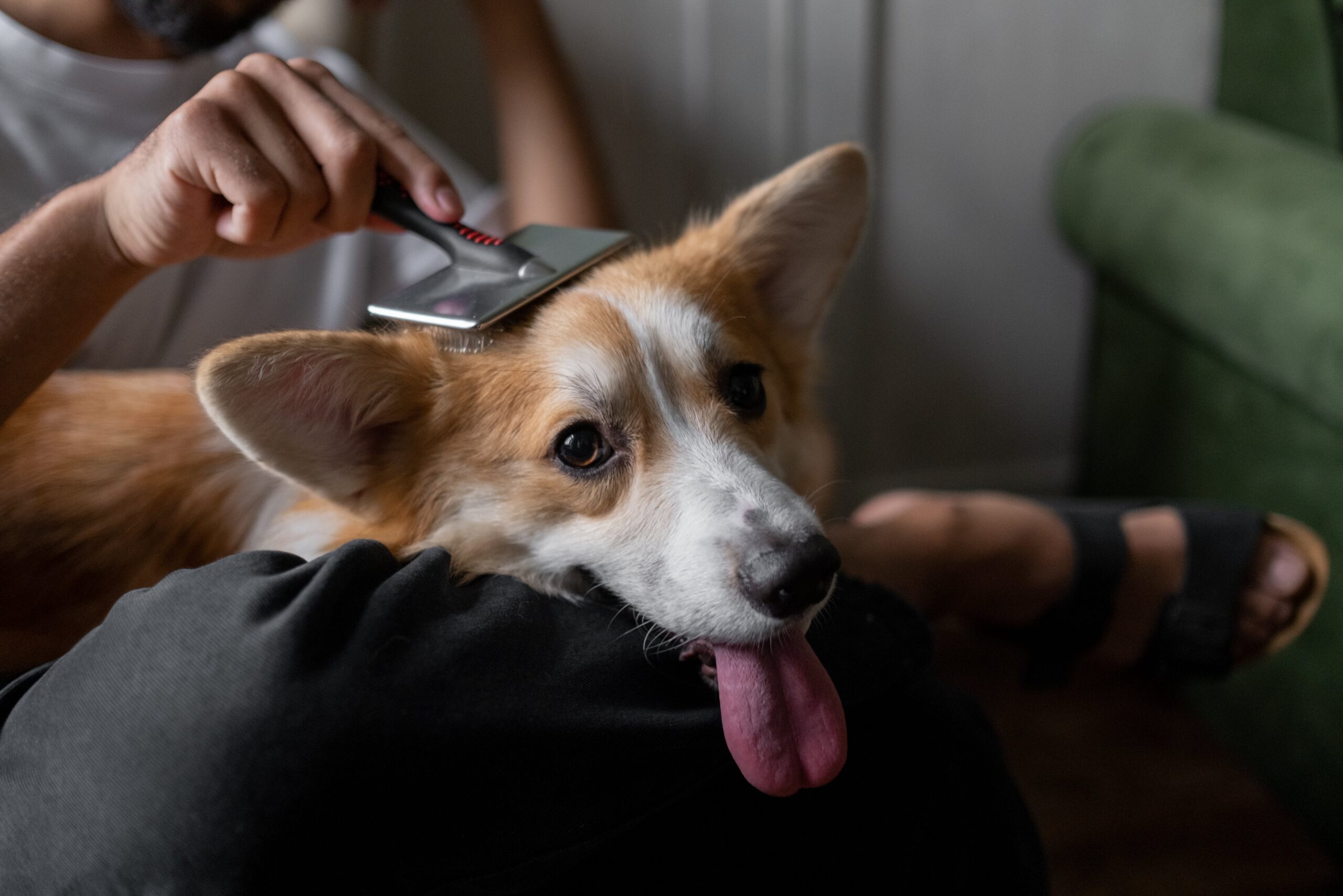 Brushing pet's