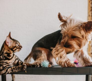 Pet grooming tips