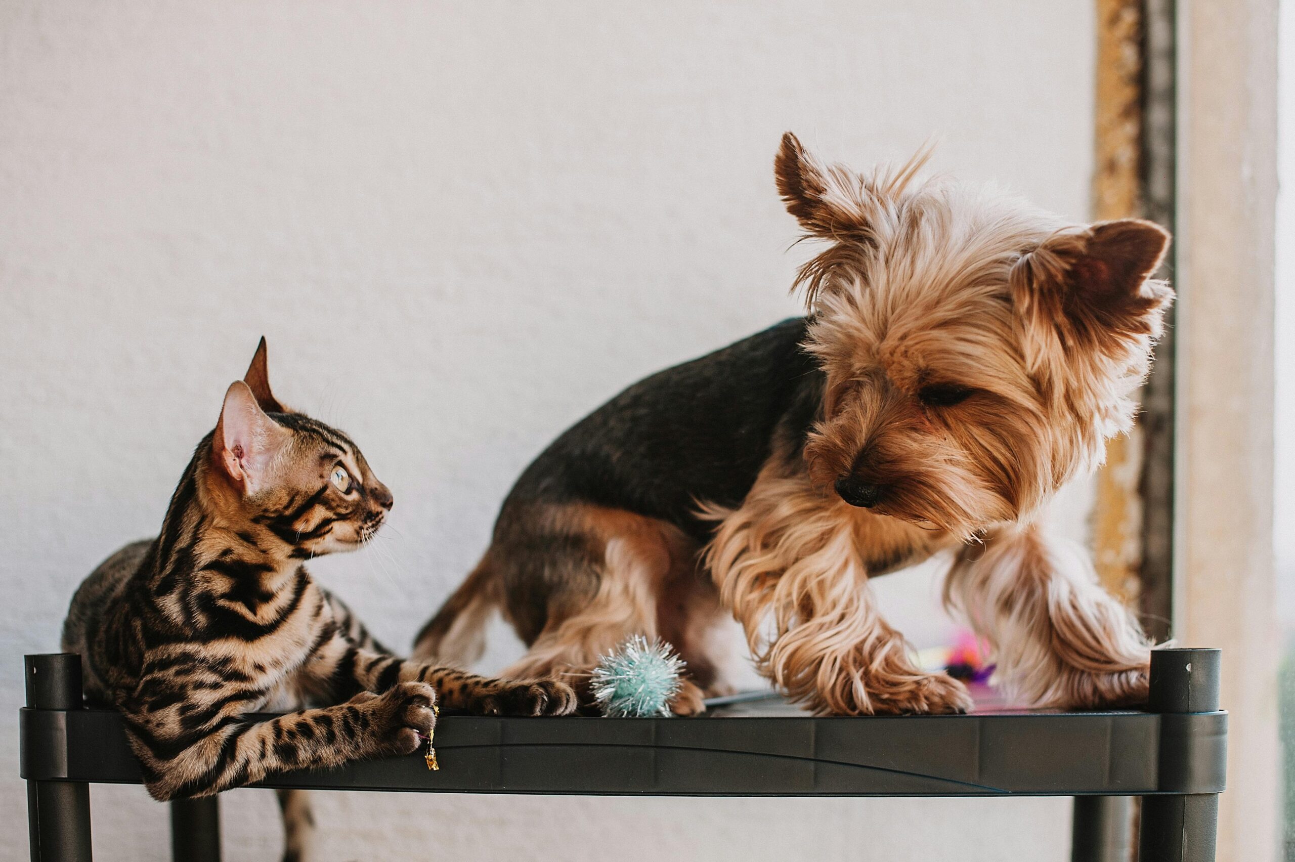 Pet grooming tips