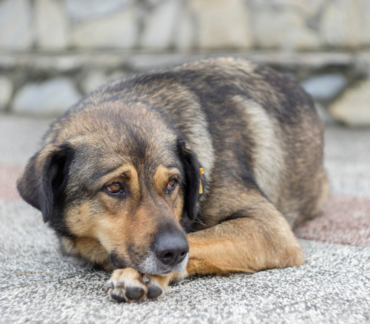 We can recognize an older dog in pain.