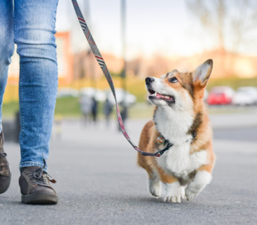 A dog being walked on a leash.