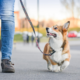 A dog being walked on a leash.