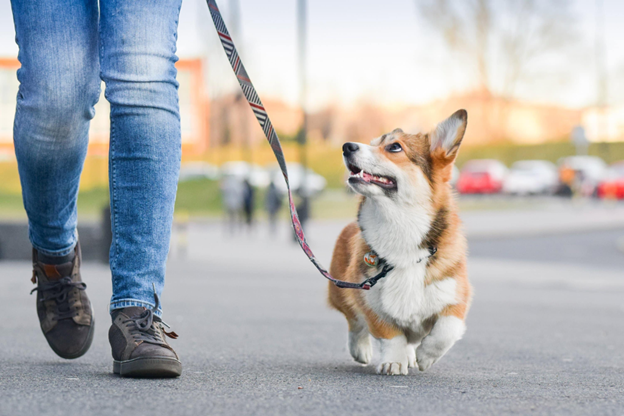 A dog being walked on a leash.